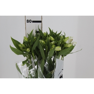 ALST. WHITNEY 070 CM