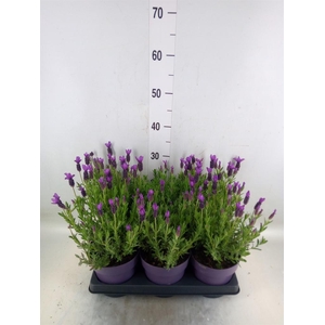 Lavandula stoec. 'Anouk'