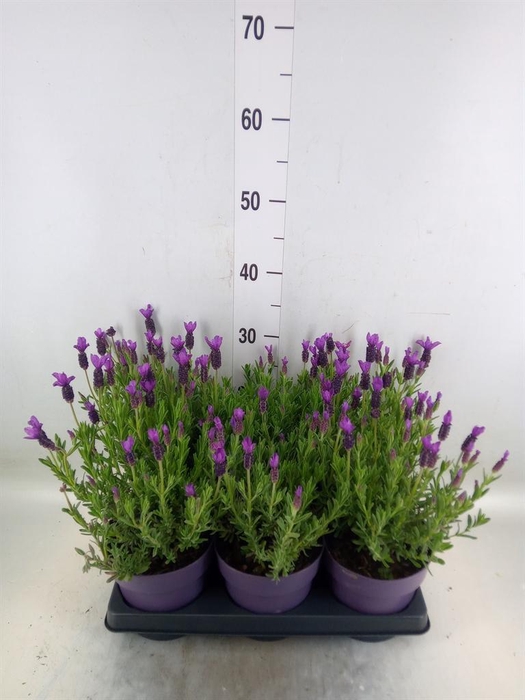 <h4>Lavandula stoec. 'Anouk'</h4>