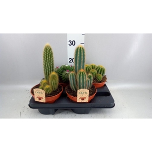 Cactus ...mix