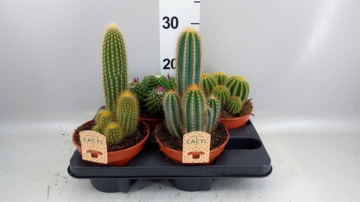 <h4>Cactus   ...mix</h4>