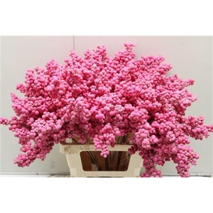 Bes Op Stok Fuchsia