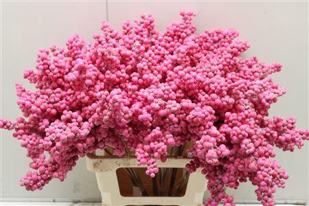 <h4>Bes Op Stok Fuchsia</h4>