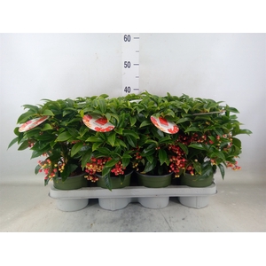 Ardisia crenata 'Bos Premium'