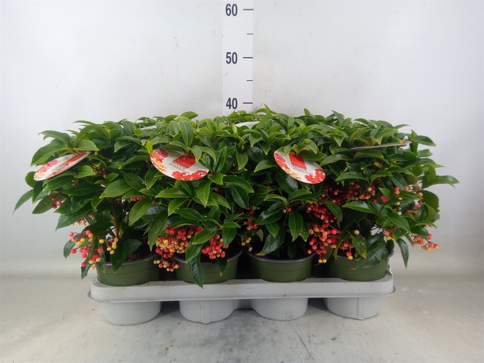 <h4>Ardisia crenata 'Bos Premium'</h4>