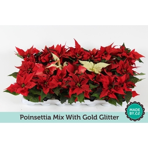 Euph. poinsettia mini mix + Gold glitter