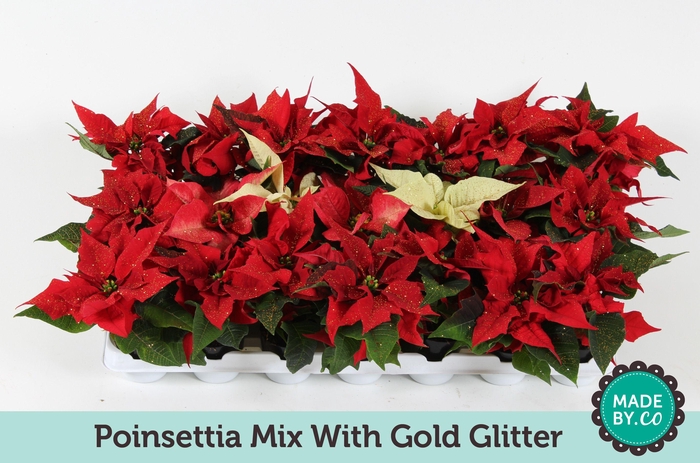 <h4>Euph. poinsettia mini mix + Gold glitter</h4>