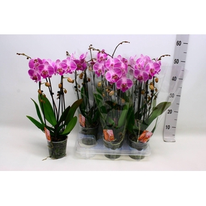 PHAL EL CASCADE