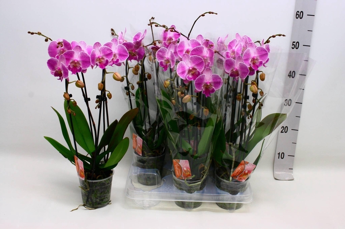 <h4>PHAL EL CASCADE</h4>