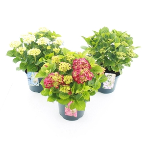 Hydrangea macrophylla