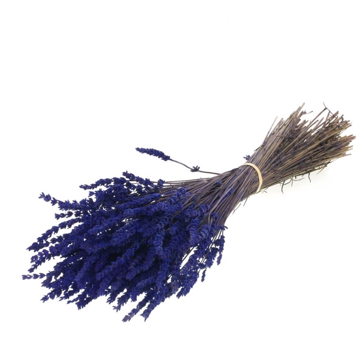 Lavender preserved natural blue