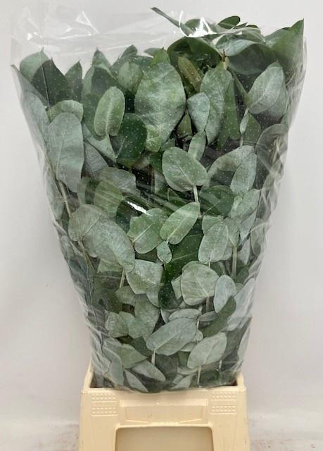 <h4>EUC ROBUSTA 300gr</h4>