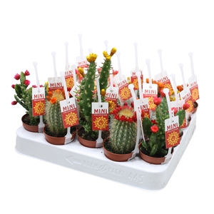 Cactus mix strobloem 5,5 cm met picker+etiket