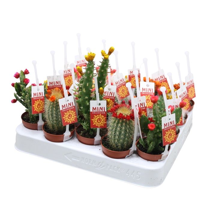 Cactus mix strobloem 5,5 cm met picker+etiket