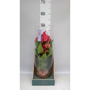 Anthurium  'Banderola Lava'