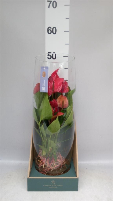 <h4>Anthurium  'Banderola Lava'</h4>