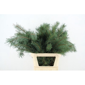 PINUS ALASKA PER STEM 100CM