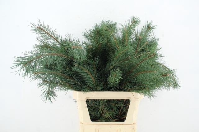 <h4>PINUS ALASKA PER STEM 100CM</h4>