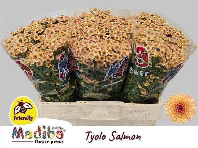 <h4>CHR SAN MADIBA SALMON TYOLO</h4>