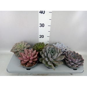 Echeveria   ...mix