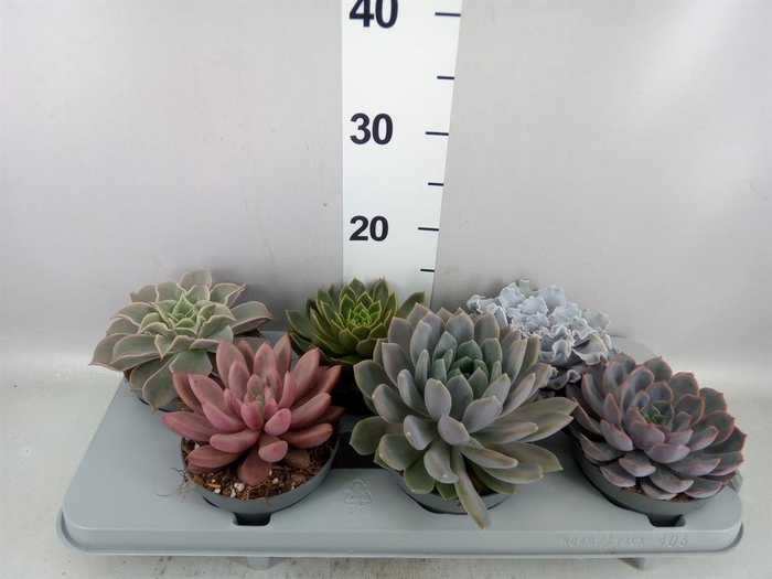 <h4>Echeveria   ...mix</h4>