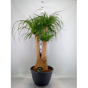 Beaucarnea recurvata