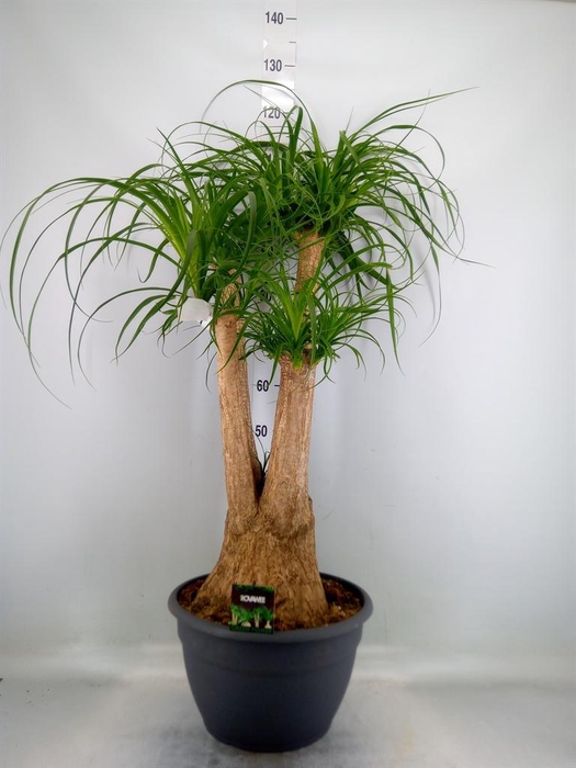 <h4>Beaucarnea recurvata</h4>