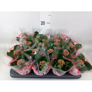 Kalanchoe blos. 'Calandiva Rubio'