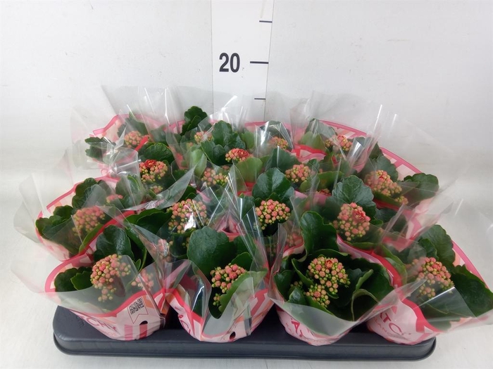 <h4>Kalanchoe blos. 'Calandiva Rubio'</h4>