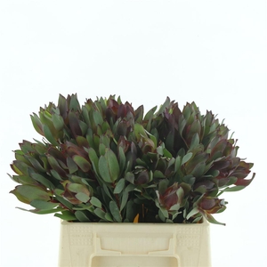 Leucad Senorita