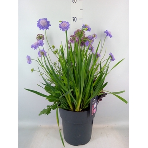 Vaste pltn   ...mix 3  [Perennials]