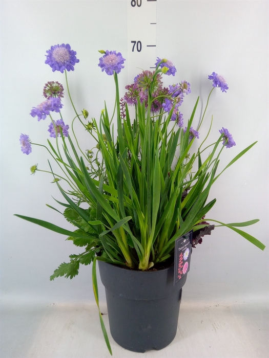 <h4>Vaste pltn   ...mix 3  [Perennials]</h4>