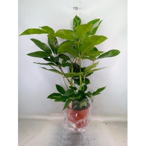 Schefflera actin. 'Amate'