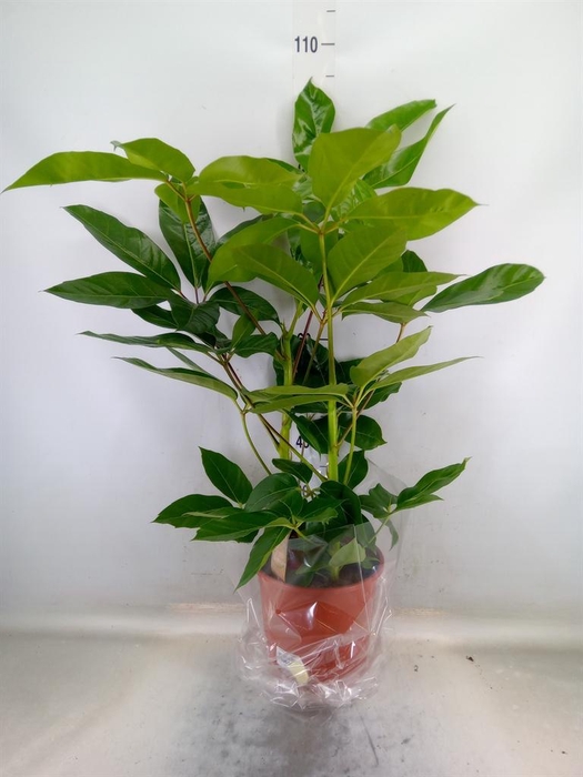 <h4>Schefflera actin. 'Amate'</h4>