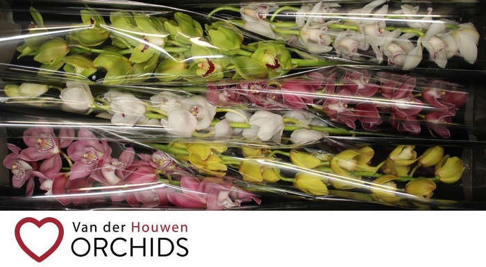 <h4>80 cm gemengd</h4>