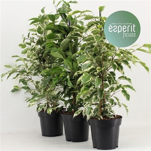 Ficus benjamina royal mix 3-4 srt