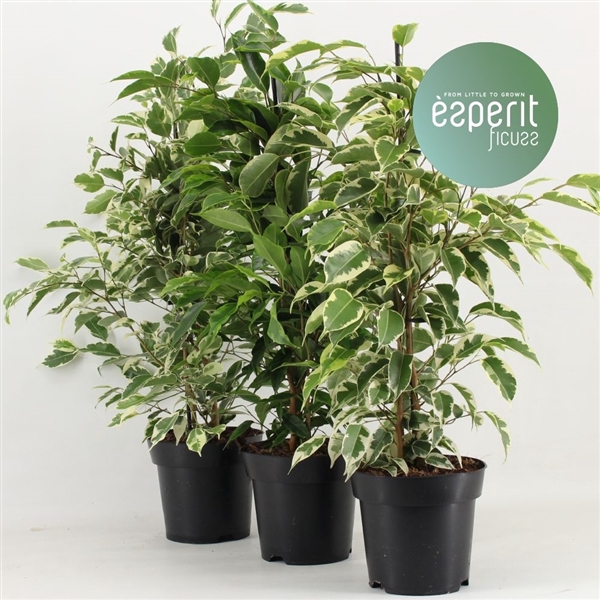 <h4>Ficus benjamina royal mix 3-4 srt</h4>