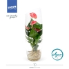 Anthurium - KARMA Pink | Agua di Karma | Cilinder