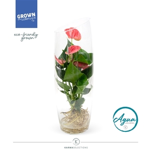 Anthurium - KARMA Pink | Aqua di Karma | Sky 50cm