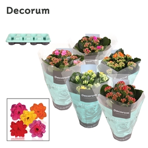 Kalanchoe Decorum - Mix