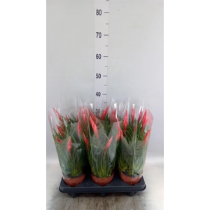 Vriesea  'Astrid'