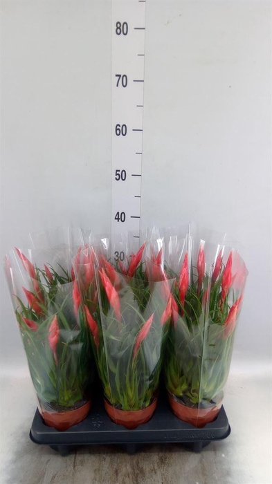 <h4>Vriesea  'Astrid'</h4>