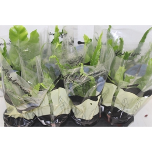 ASPLENIUM VARIADO P14