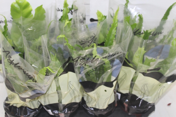 <h4>ASPLENIUM VARIADO P14</h4>