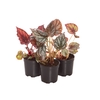 BEGONIA REX P06 PO