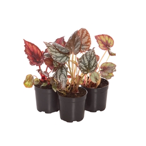 BEGONIA REX P06 PO