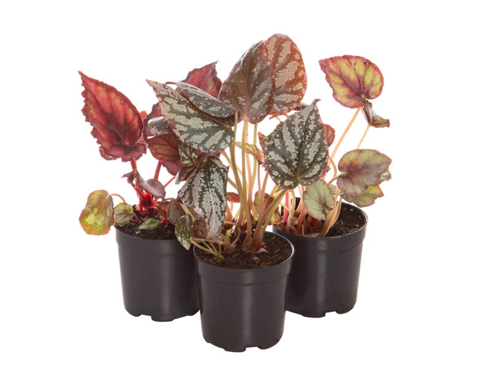BEGONIA REX P06 PO