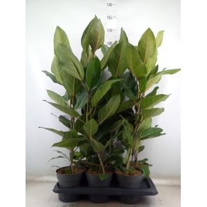Ficus benghalensis 'Joy'