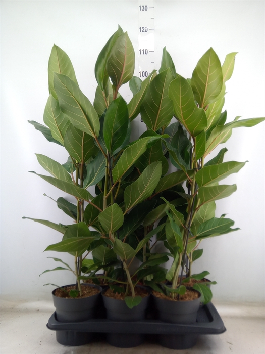 <h4>Ficus benghalensis 'Joy'</h4>