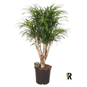 Dracaena refl. 'Anita'